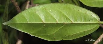Alangium lamarckii leaf4.jpg